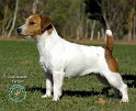 Jack Russell Terrier